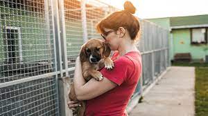 The Essential Guide to Adopting a Shelter Pet