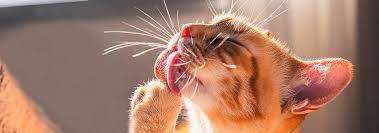 Kitten Licking Behavior! A Handy Guide