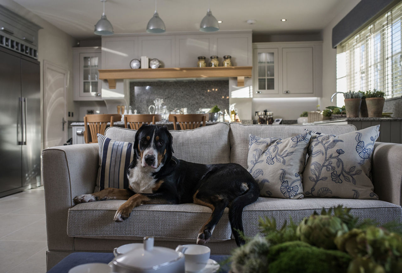 Essential Tips for Harmonious Apartment Life with Your Furry Friends
