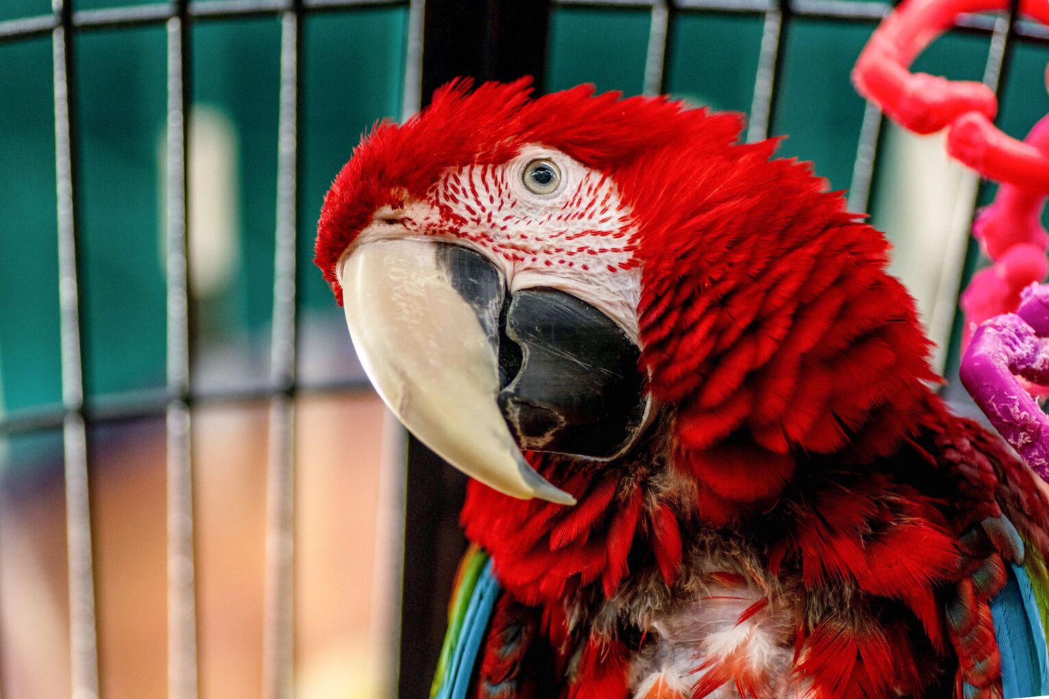 How Long Do Parrots Really Live?
