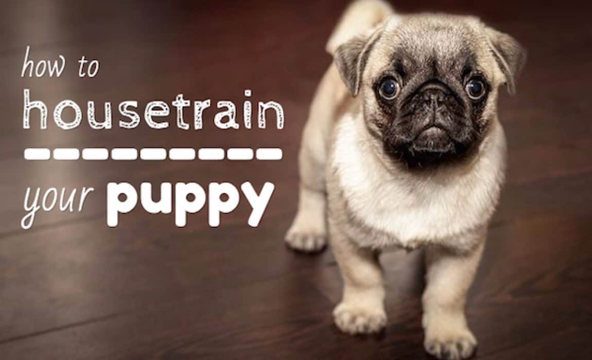 Puppy Potty Mastery: 10 Key Tips for Hassle-Free House Training