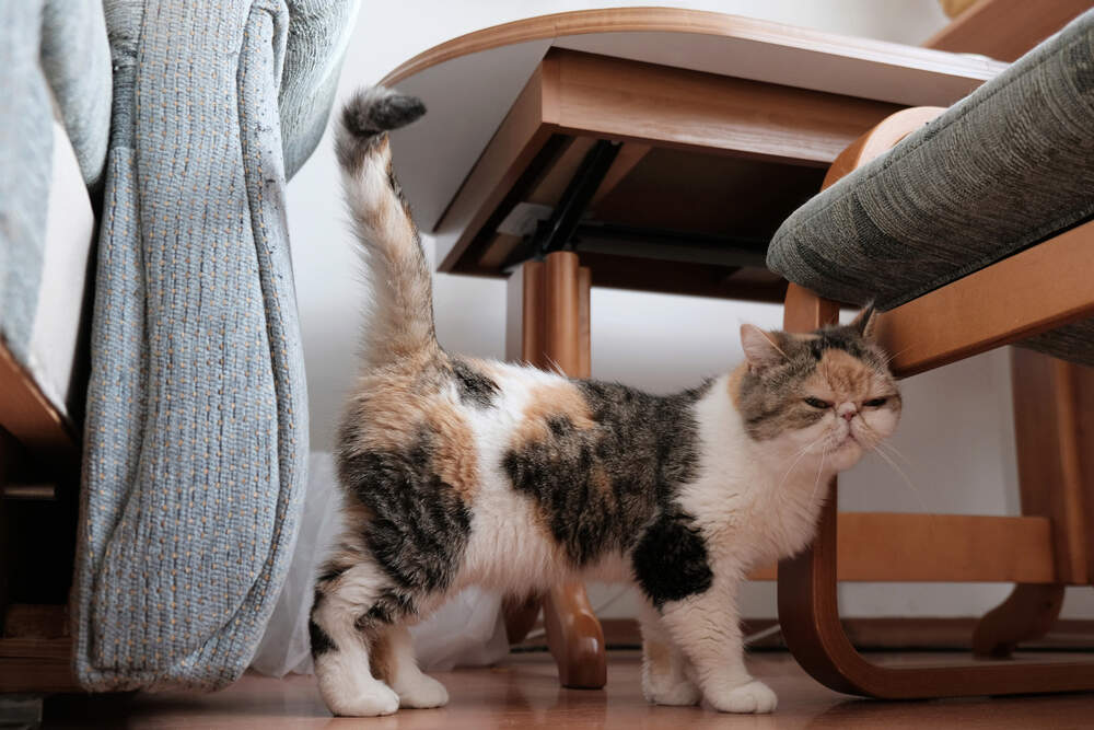 Why Your Cat is Pacing and Spraying in the New House