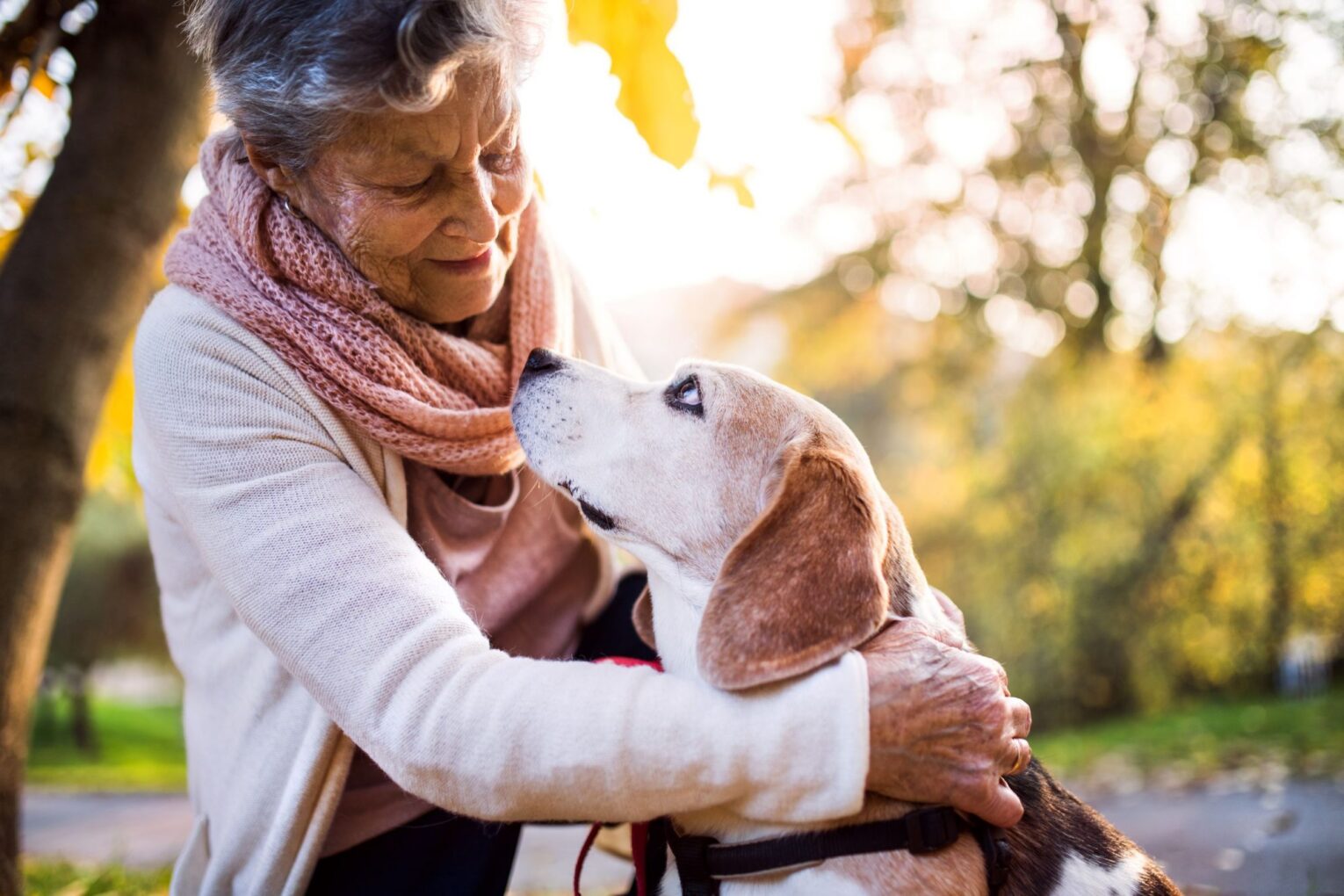 Managing Health Problems in Aging Pets