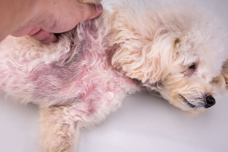 Dealing with Skin Problems in Your Canine Companion
