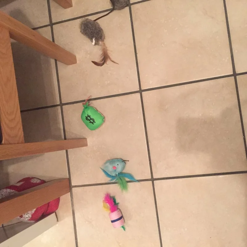 My Cat Keeps Lining Up His Toys! Why?