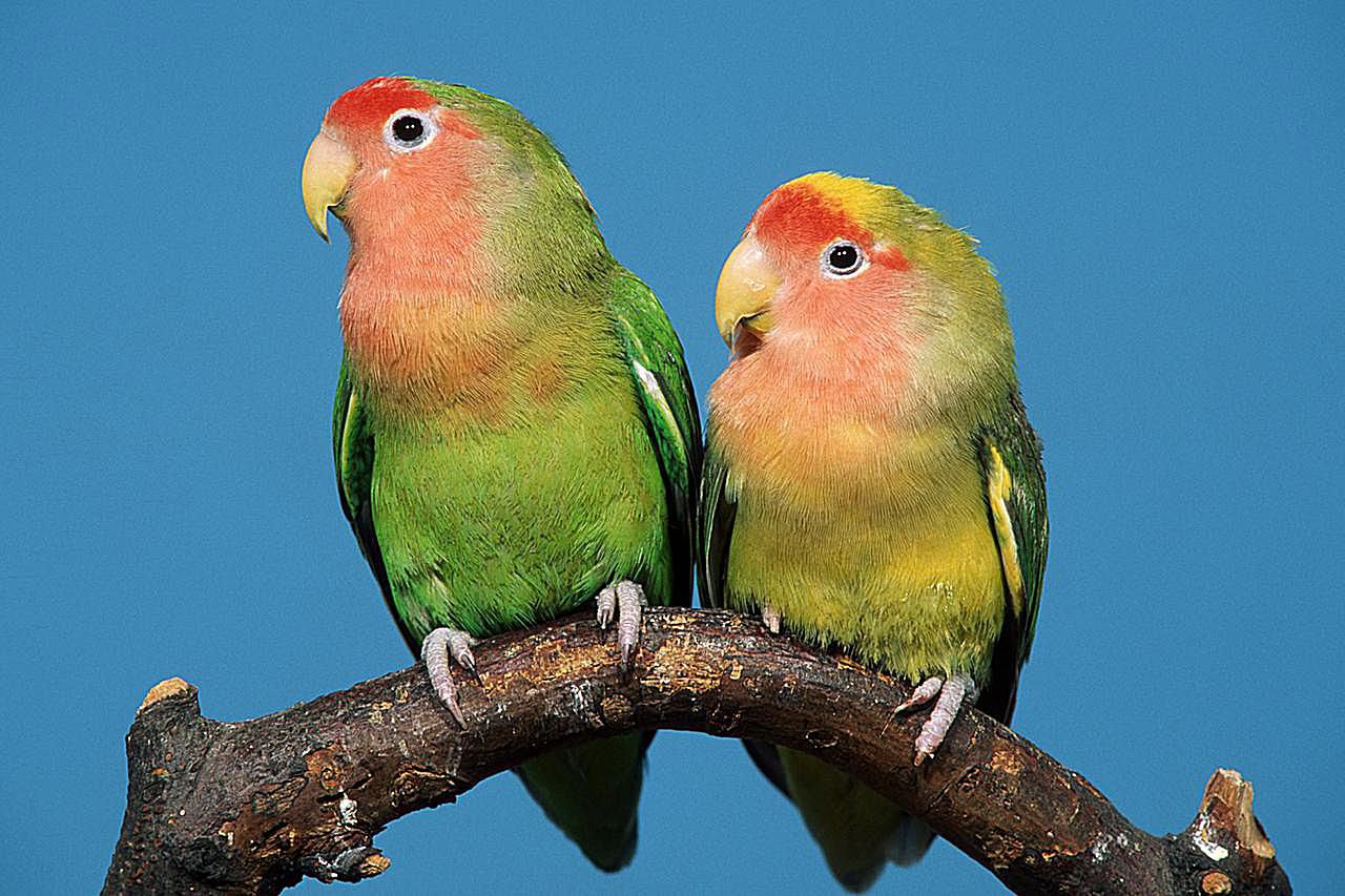 Lovebird Parrot Fact Sheet