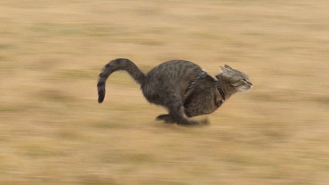 How Fast Are Cats? Discover the Surprising Answer!