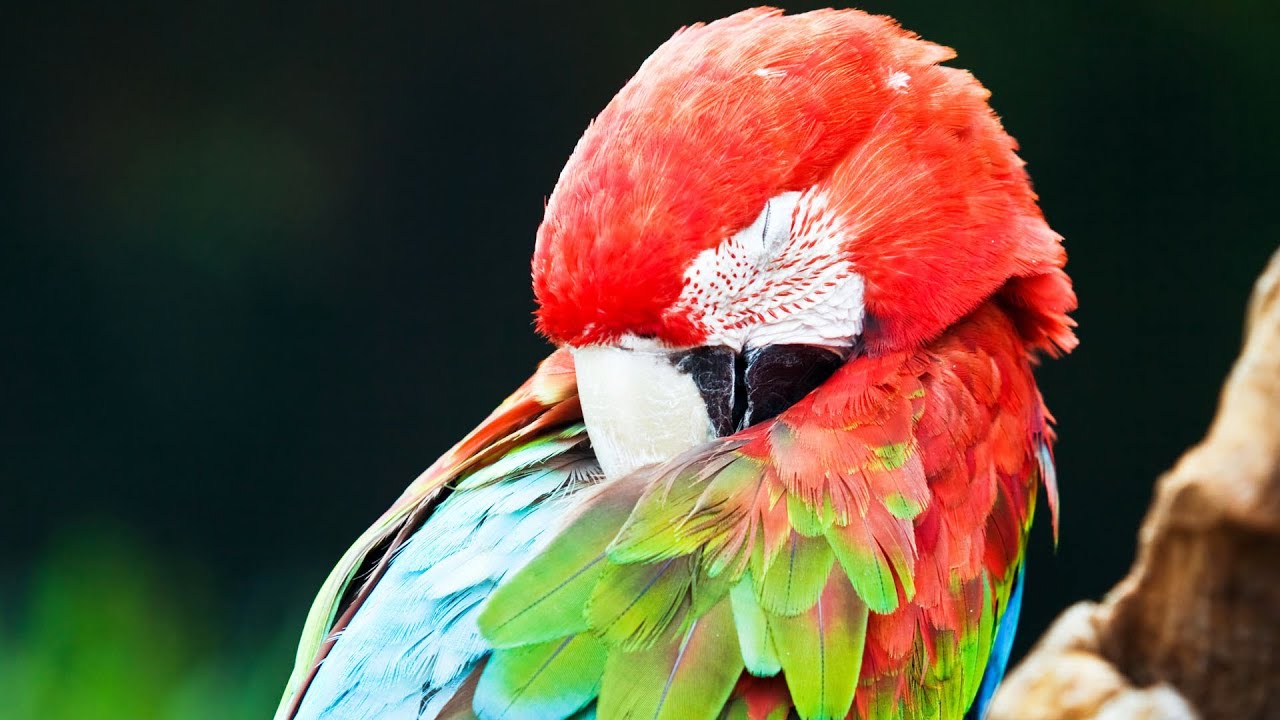 Decoding and Understanding Your Bird’s Sleep Patterns