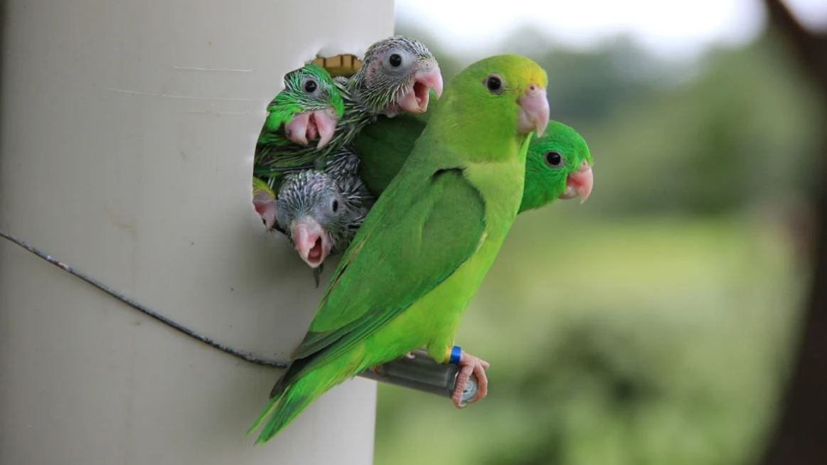 Essential Training Tips for Baby Parrots: A Comprehensive Guide