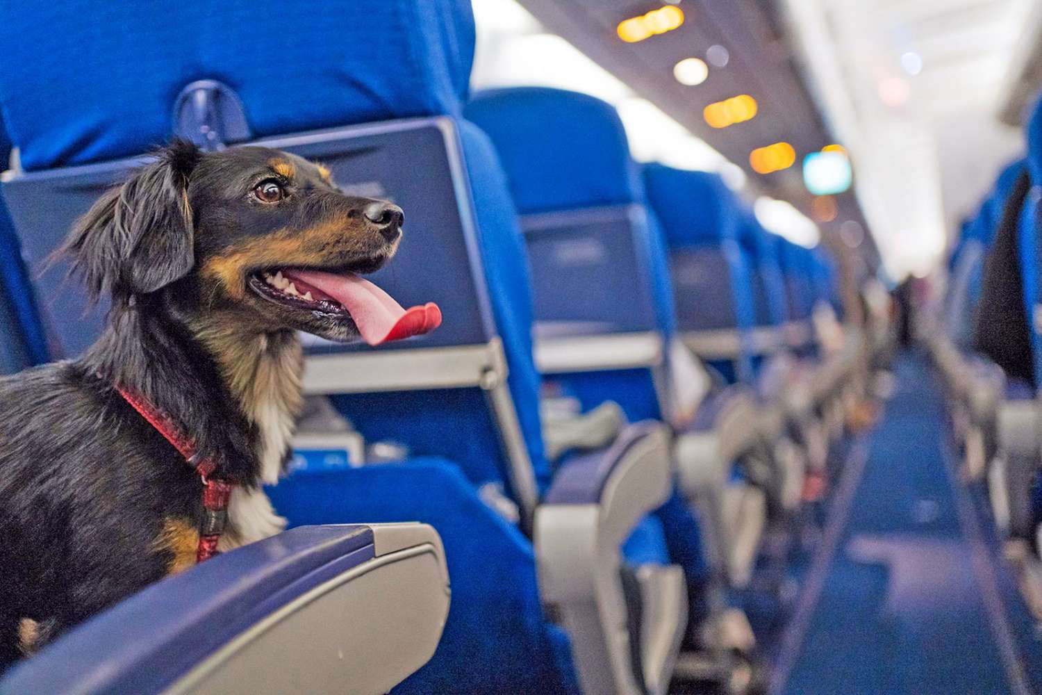 The Ultimate Guide to Getting a Pet Passport: Traveling with Your Furry Friend