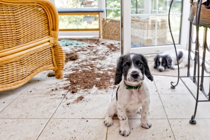The Ultimate Guide to Dog-Proofing Your Home