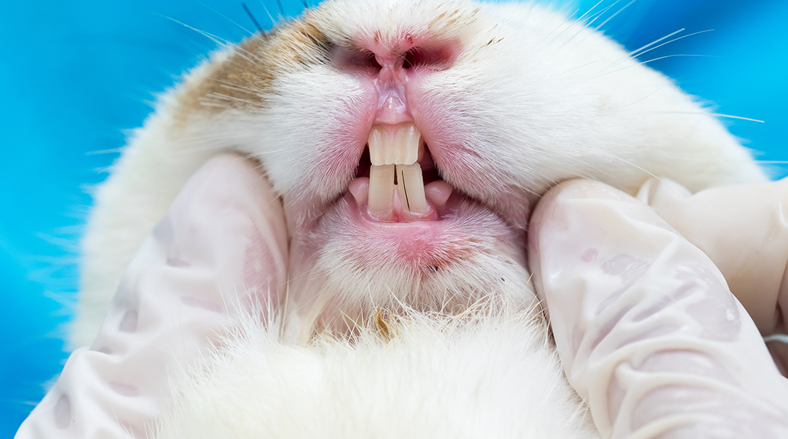 Understanding Rabbit Teeth Grinding: