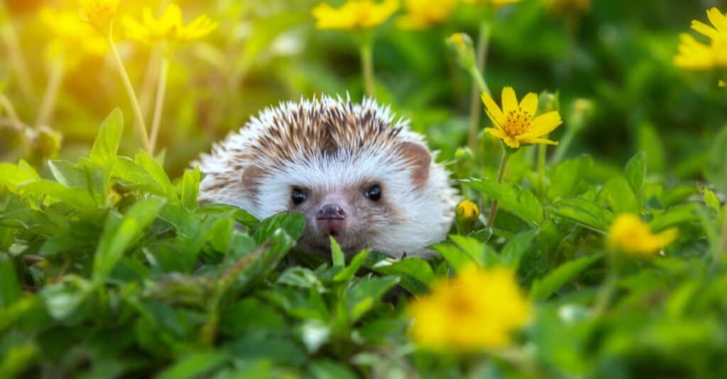 Hedgehog Lifespan: Exploring How Long They Live in the Wild and as Beloved Pets