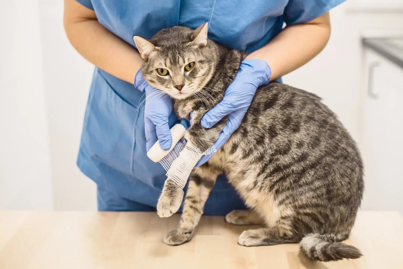 Caring for a Cat with a Broken Leg and Pelvis: Insights from a Pet Owner’s Journey