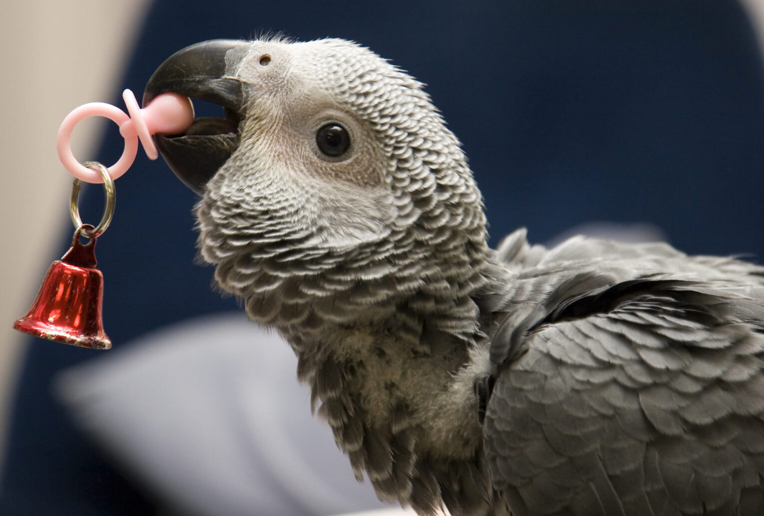 Essential Training Tips for Baby Parrots: A Comprehensive Guide