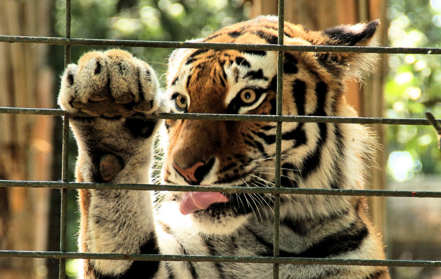 Navigating the Legalities of Exotic Pet Ownership