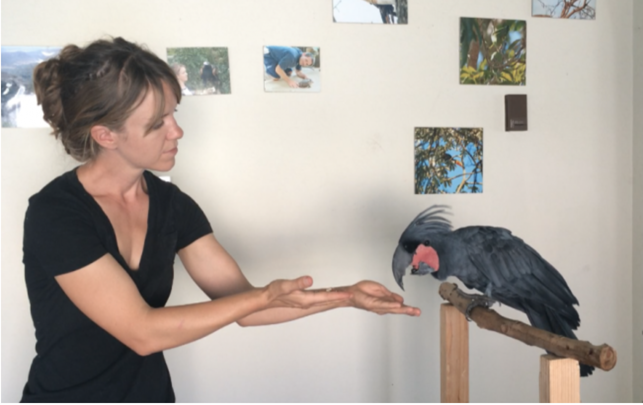 Mastering Flight Training for Your Pet Bird