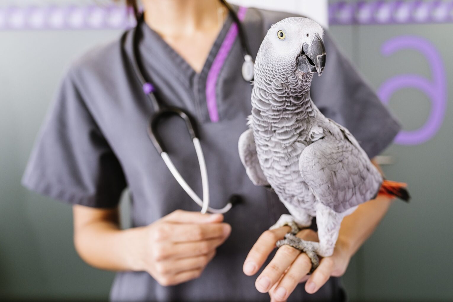 How to Find and Recognize a Qualified Avian Veterinarian UK
