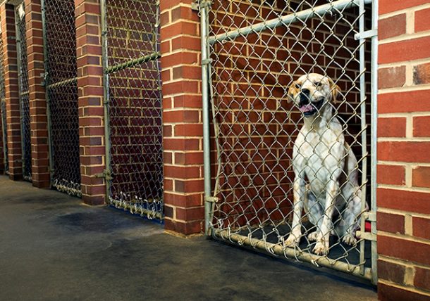 Home Away From Home: Key Tips for Choosing the Perfect Dog Boarding Kennel