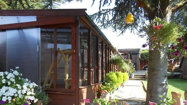 Cosy Catz Boarding Cattery: A Haven of Comfort and Care for Your Feline Friends