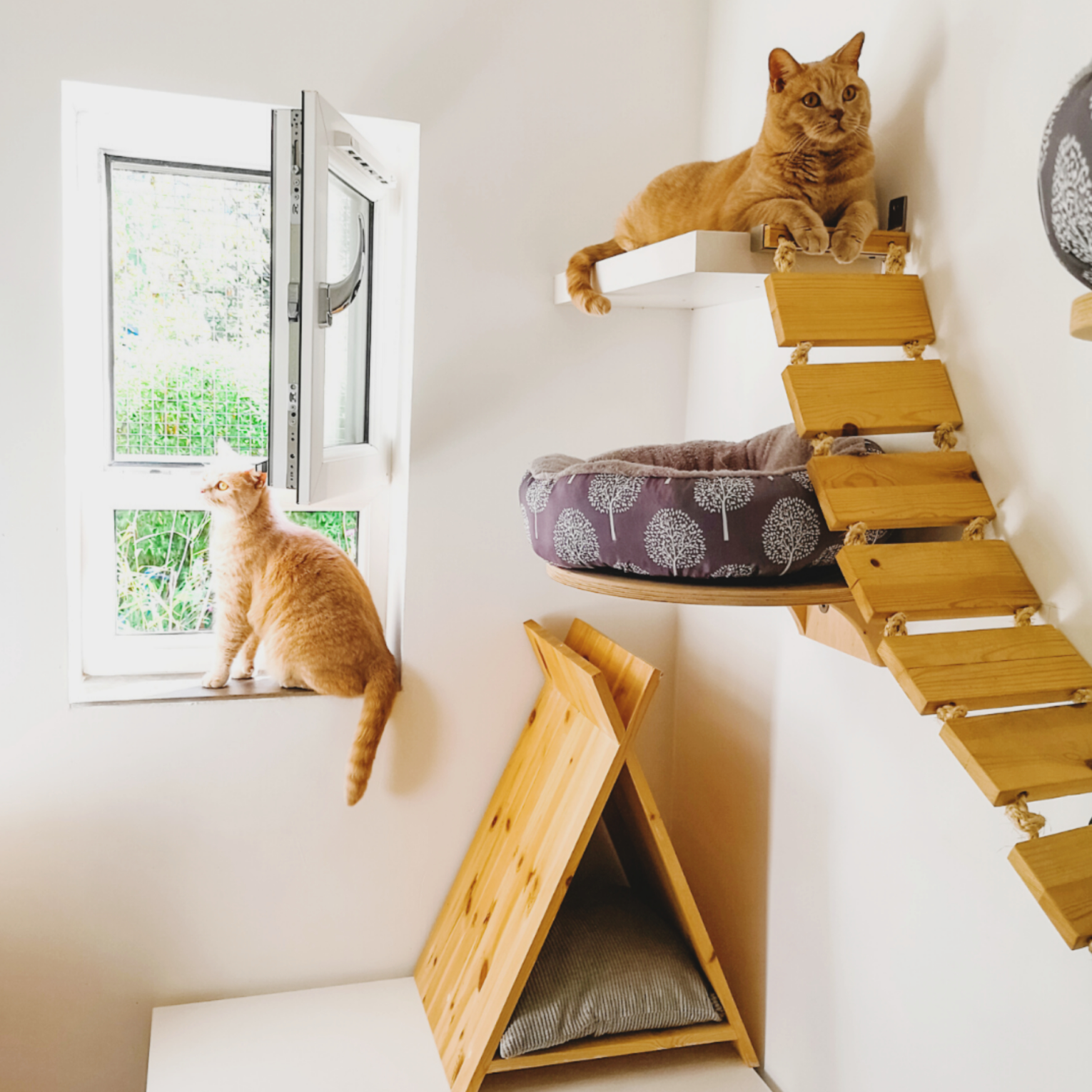 Discover a Feline Paradise at The Great Catsby Hotel