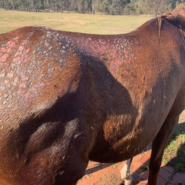 RAIN SCALD in Horses | Everything You Need To Know