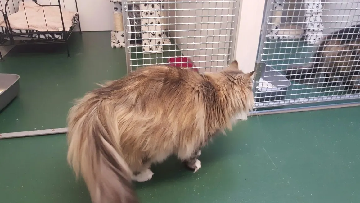 rsw 1160h 653 - Discover a Cat Heaven at Merry Hill Cattery