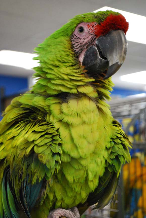 Parrot Excitement That Turns To Aggression
