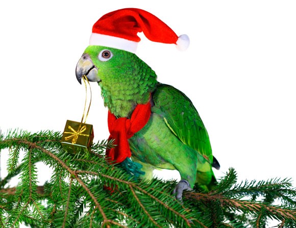 Foods Your Parrot Should Avoid Eating This Christmas