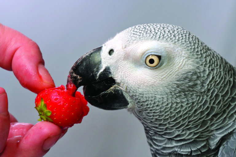 10 Ways to Get Your Parrot to Try New Foods