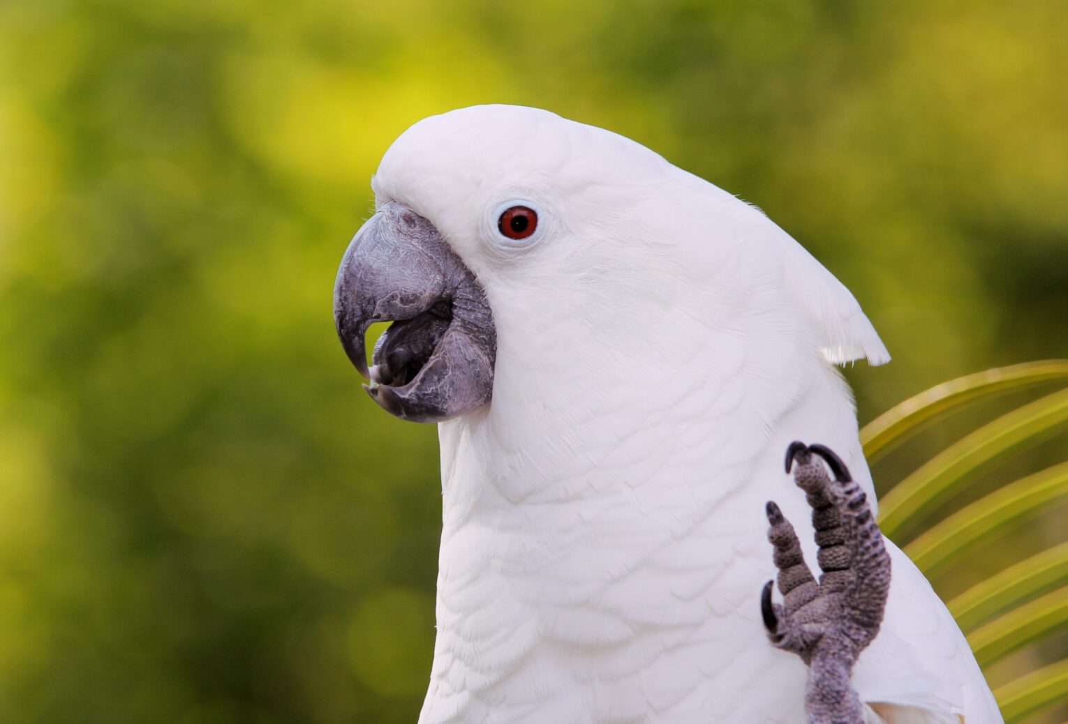 Help! My Parrot is Noisy!