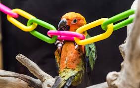 Making New Things Fun for Your Parrot