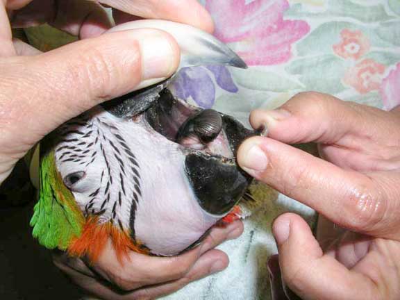 Lead and Zinc Poisoning in Parrots