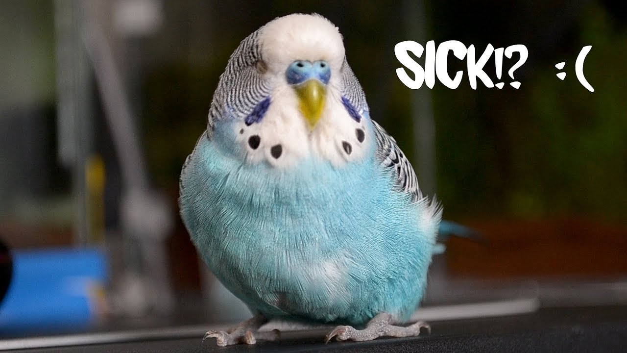 Is It True That You Can’t Tell If a Bird is Sick?