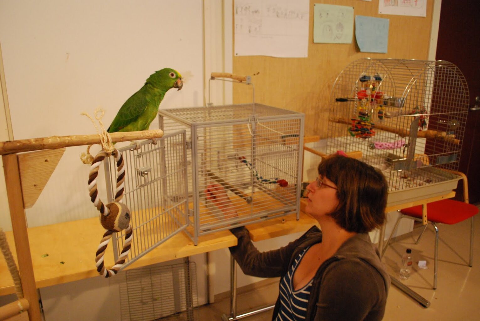 Parrot Training in New Environments: Tips and Techniques for Success