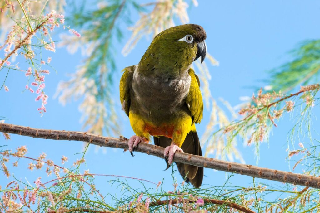 Patagonian Conure Species Guide