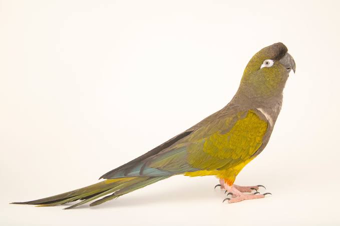 Patagonian Conure Species Guide