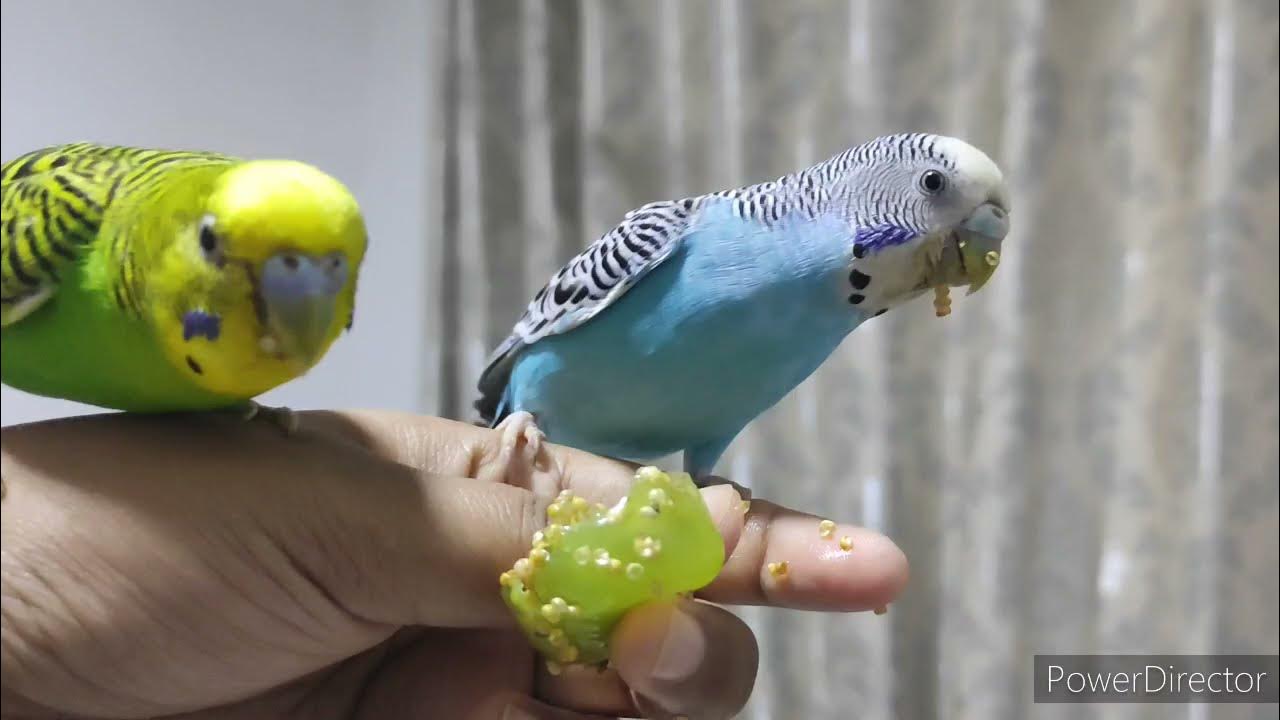 Can Parakeets Eat Grapes? - Petpalace.uk