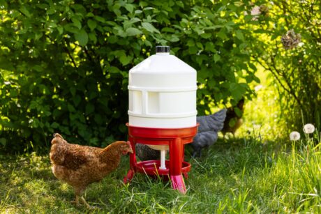 Kerbl Poultry Drinker &ndash; 30 Litres