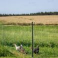 Kerbl Premium Poultry Netting – 50m, 122cm