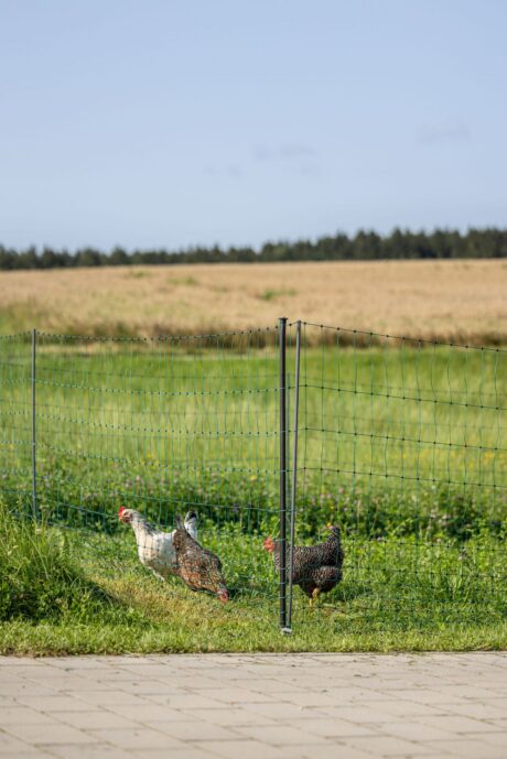 Kerbl Premium Poultry Netting – 50m, 122cm