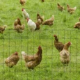 0.6m x 10m PVC Coated Chicken Wire Garden Fence – Dark green