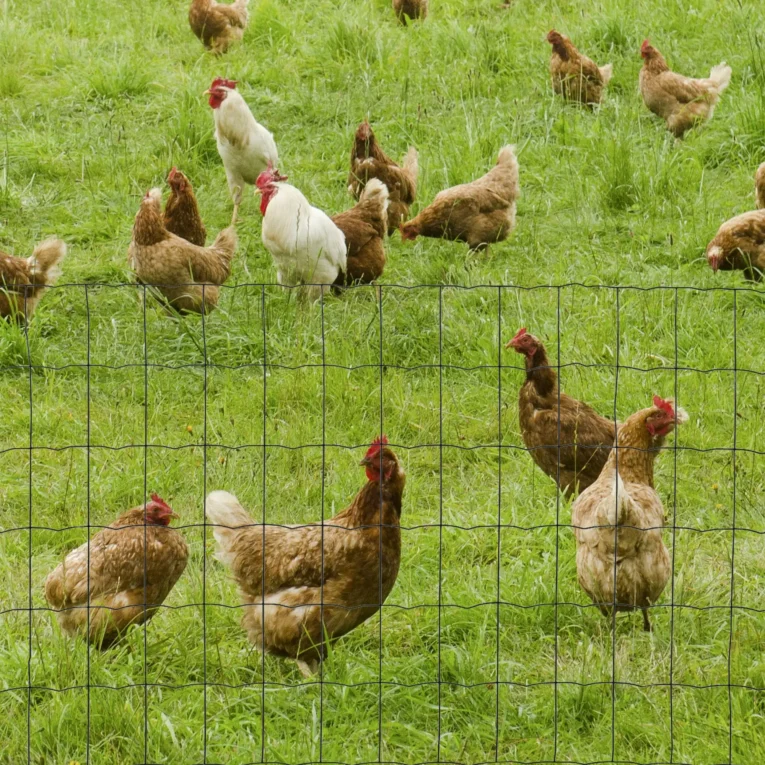 0.6m x 10m PVC Coated Chicken Wire Garden Fence – Dark green
